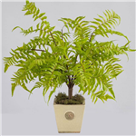 PLANT IMAGE FOREST FERN SMALL 540 X 380MM GREEN