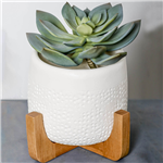 PLANT IMAGE DESK PLANTER SUCCULENT 200 X 170MM